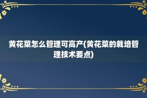 黄花菜怎么管理可高产(黄花菜的栽培管理技术要点)