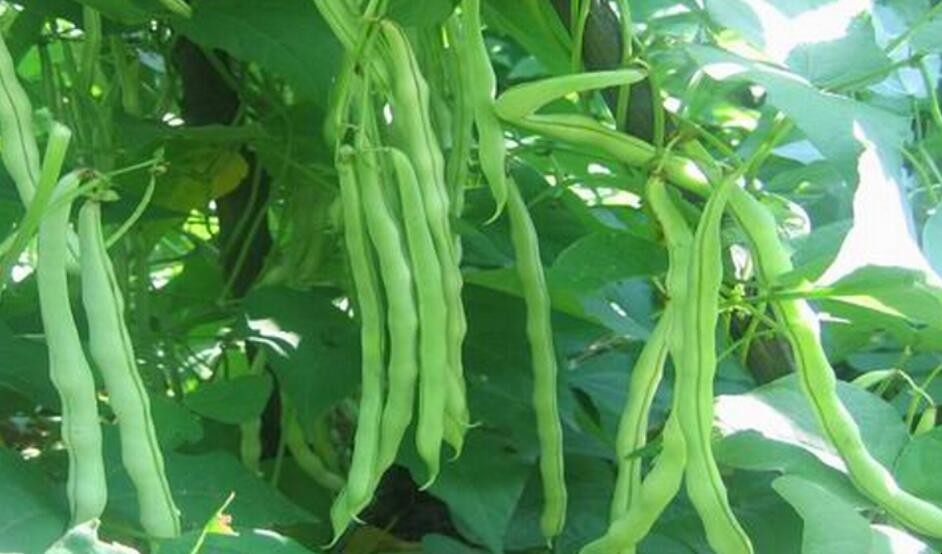 芸豆有几种