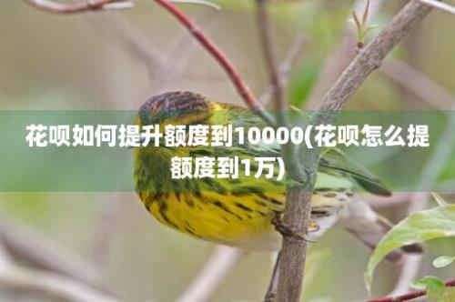 花呗如何提升额度到10000(花呗怎么提额度到1万)