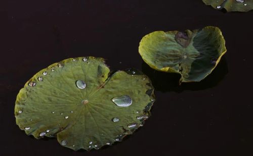 知行合一原文 王阳明(王阳明知行合一的知和行各指什么)