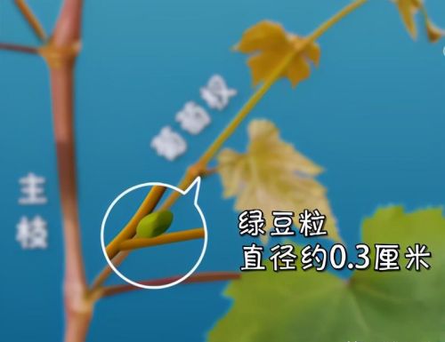 葡萄有花穗后怎么修剪(葡萄剪花技术)