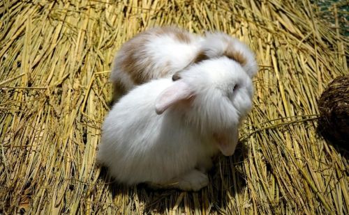 兔子吃的是什么草(兔子食草动物还是食肉动物)