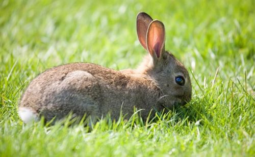 兔子吃的是什么草(兔子食草动物还是食肉动物)