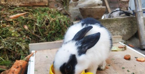 兔子吃什么蔬菜不容易拉肚子(兔子吃什么蔬菜最有营养)