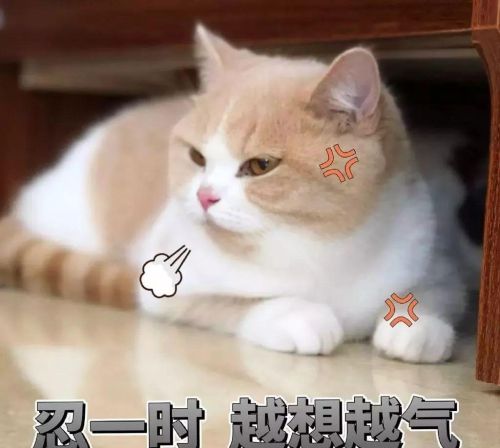 猫咪生气的状态(猫咪生气的时候是什么样子)