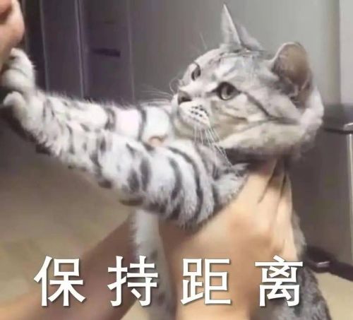 猫咪生气的状态(猫咪生气的时候是什么样子)