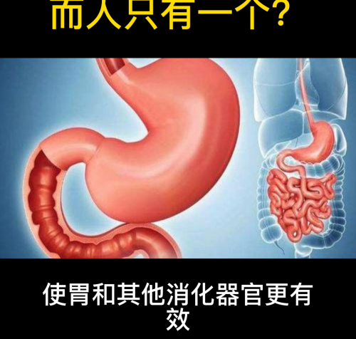 为什么牛有四个胃而人只有一个胃(为什么牛有四个胃?人类只有一个胃?)