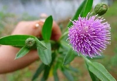 小蓟,别称小刺儿菜是什么(小蓟,别称小刺儿菜是什么菜)