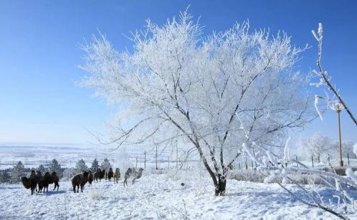 呼伦贝尔北极村自驾游线路图(带你去看呼伦贝尔的雪)