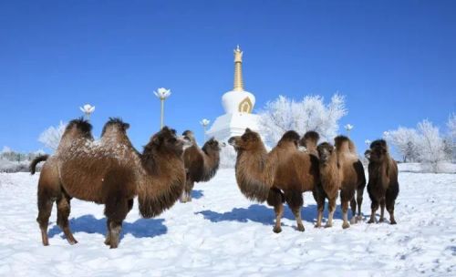 呼伦贝尔北极村自驾游线路图(带你去看呼伦贝尔的雪)