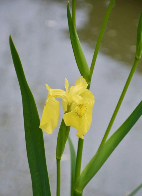 默默的爱是什么花的花语(默默的爱的花语)