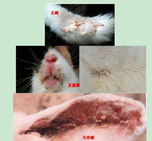 兔螨虫病的预防和治疗方法(兔螨虫病的预防和治疗措施)