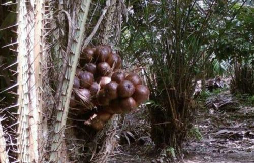 农村一种带刺的植物(带刺的植物叫什么?)