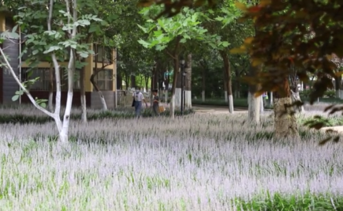 麦冬之乡花园镇(河南麦冬)