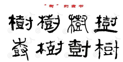 树字的汉字演变过程(树字的由来和演变过程)