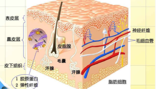 如何加速真皮层的恢复(真皮层的好处)