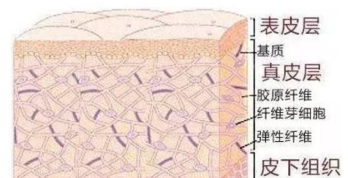 如何加速真皮层的恢复(真皮层的好处)