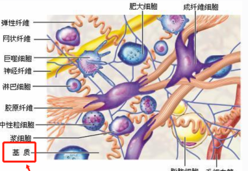 如何加速真皮层的恢复(真皮层的好处)