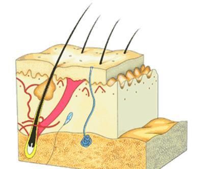 皮肤表皮真皮皮下组织各层的作用(皮肤真皮层下面是什么)