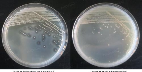 几种常见的微生物酶类实验方法(几种常见的微生物酶类实验报告)