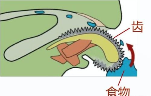 蜗牛从嘴巴下蛋吗(蜗牛生蛋是嘴巴里吐出来的吗)