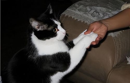 猫咪用爪子摸主人的眼睛(猫摸人的眼睛)