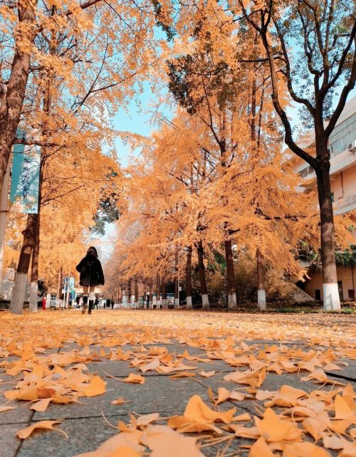 一半秋去 一半冬来什么意思(一半秋一半冬图片)