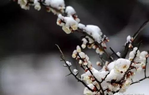 我与梅花两白头全诗(我与梅花两白头全诗意思)