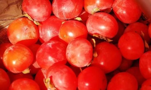 火晶柿子和一般柿子区别(火晶柿子适合什么地方种植)