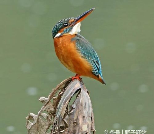 烟雨清秋下一句(烟雨飘摇)