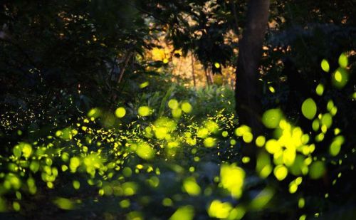 描述仲夏流萤的唯美句子(夏夜流萤诗句)