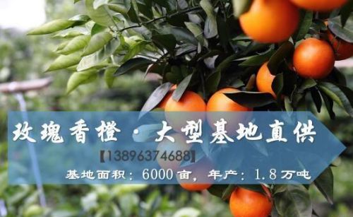 化学肥料与有机肥料的差别是什么(化学肥料与有机肥料的差别有哪些)