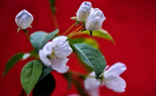 山丁子花的功效与作用(山丁子花图片)