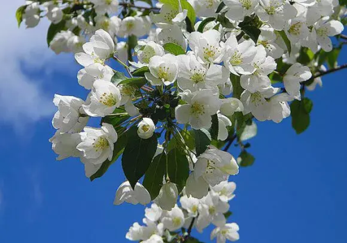 山丁子花的功效与作用(山丁子花图片)