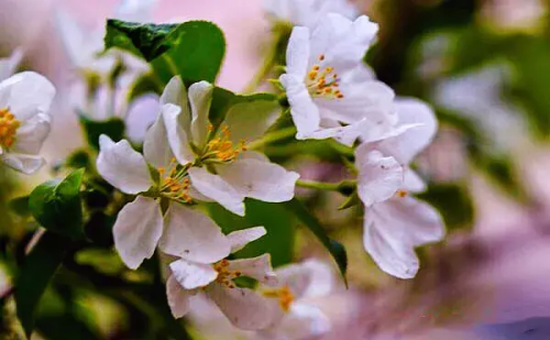 山丁子花的功效与作用(山丁子花图片)