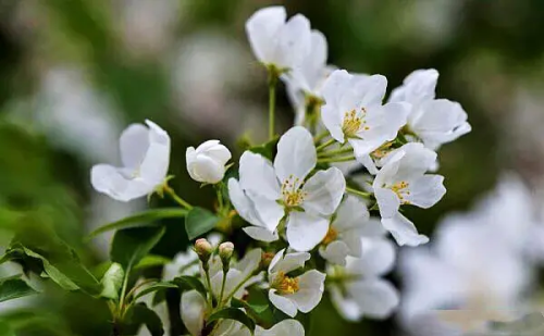 山丁子花的功效与作用(山丁子花图片)