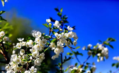 山丁子花的功效与作用(山丁子花图片)