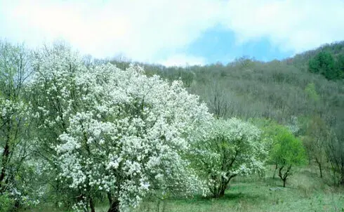 山丁子花的功效与作用(山丁子花图片)