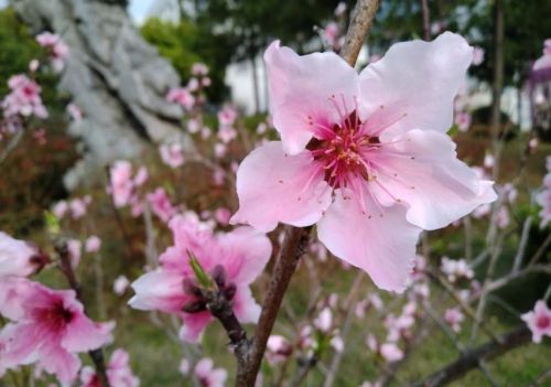 七年级上课后生字词解释及注音(部编版七年级生字词注音及解释汇总)