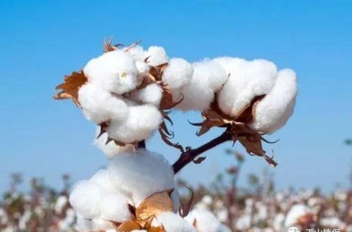 棉花属被子植物,生长过程有4种特性吗(棉花是不是被子植物)
