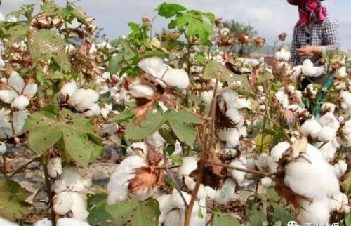 棉花属被子植物,生长过程有4种特性吗(棉花是不是被子植物)