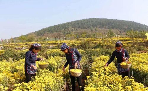 费县御华景宸工作怎么样(费县御华景宸中医药养生园)