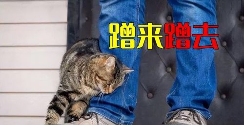 流浪猫用身子蹭你(流浪猫为什么蹭我)