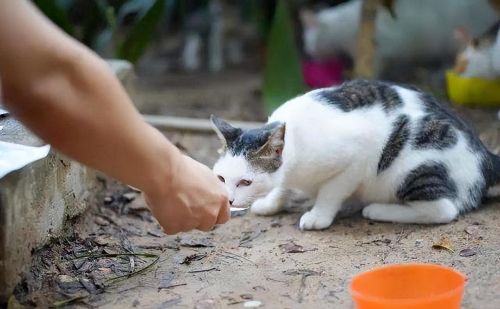 流浪猫用身子蹭你(流浪猫为什么蹭我)