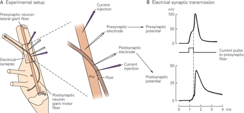电突触是神经元之间存在(神经组织中的电突触就是指缝隙连接)