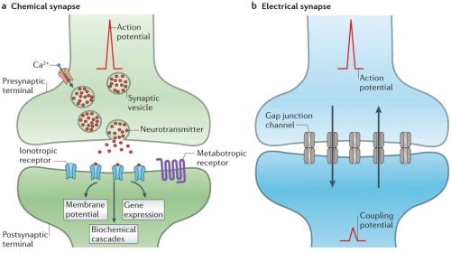 电突触是神经元之间存在(神经组织中的电突触就是指缝隙连接)