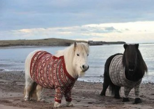 英国最远小岛，盛产可爱的矮脚马，只有30人居住生活惬意