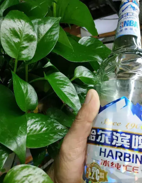 什么花是酒鬼(酒鬼花生百科)