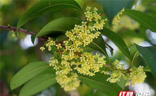 秋风里的桂花香(秋天的风是桂花味)