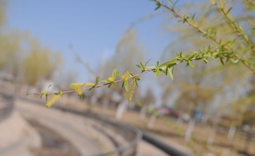 春天来了，柳树发芽了，那芽儿欢快地生长着，嫩嫩的、绿绿的